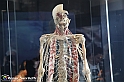 VBS_2954 - Sistema nervoso - Mostra Body Worlds